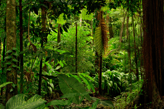 What Do The Rainforest Trust Do?